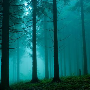 Trees-dark-forest-fog-spruce-1580467-2030x1350