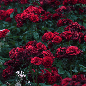 Tumblr_l_2696472211221645.gif