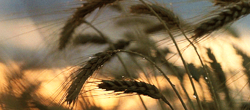 Tumblr_l_2696384361723486.gif