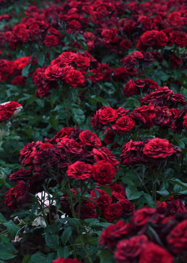 Tumblr_l_2696472211221645.gif