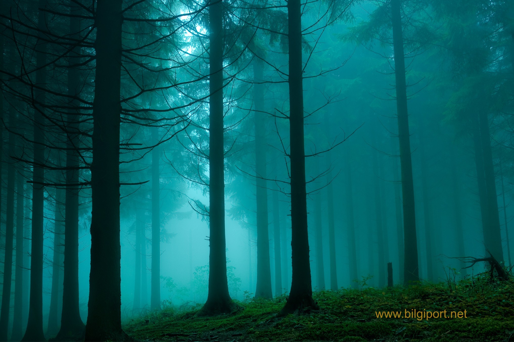 Trees-dark-forest-fog-spruce-1580467-2030x1350